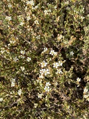 Frankenia pauciflora