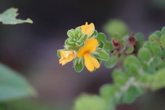 Pultenaea tuberculata