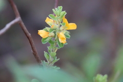 Pultenaea tuberculata