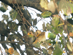 Phylloscopus collybita