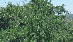 Ehretia rigida
