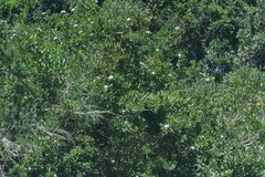 Ehretia rigida