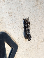 Moerarchis inconcisella