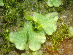 Riccia bifurca