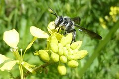 Andrena agilissima