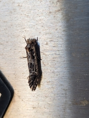 Moerarchis inconcisella