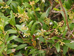 Gaultheria appressa
