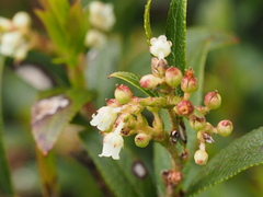 Gaultheria appressa