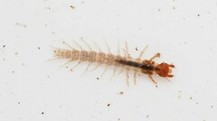 Archichauliodes diversus