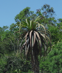 Aloe pluridens