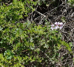 Pelargonium peltatum