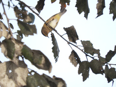 Phylloscopus collybita