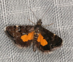 Heliothela ophideresana