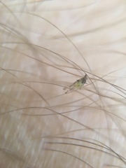 Sarucallis kahawaluokalani