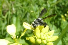 Andrena agilissima
