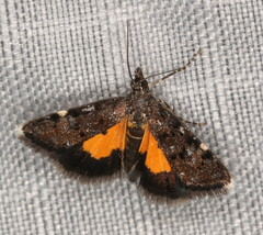 Heliothela ophideresana