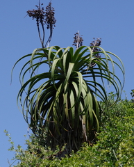 Aloe pluridens