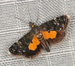 Heliothela ophideresana