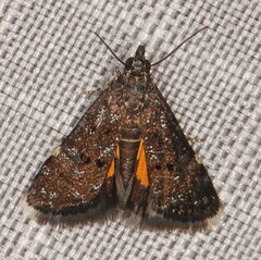 Heliothela ophideresana