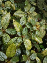 Rhododendron oldhamii