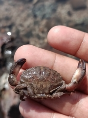 Myomenippe hardwickii