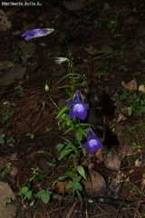 Gentianopsis lanceolata