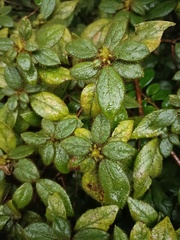 Rhododendron oldhamii