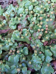 Marchantia