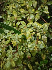 Rhododendron oldhamii
