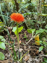 Scadoxus puniceus