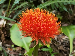 Scadoxus puniceus
