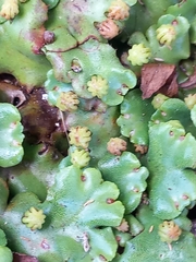 Marchantia