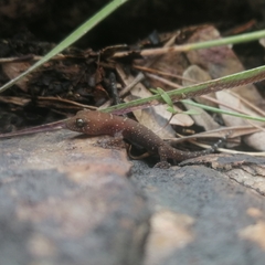 Pachydactylus affinis