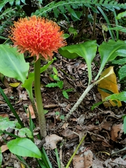Scadoxus puniceus