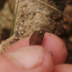 Pachydactylus affinis