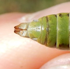 Epipodisma pedemontana