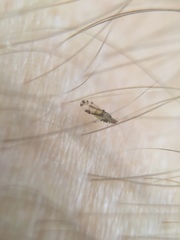 Sarucallis kahawaluokalani