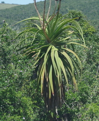 Aloe pluridens