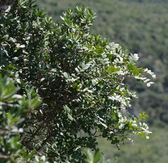Ptaeroxylon obliquum