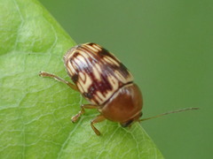 Cryptocephalus badius