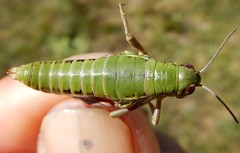 Epipodisma pedemontana