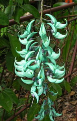 Strongylodon macrobotrys