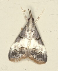 Autocharis sinualis