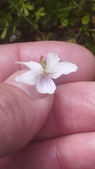Viola cunninghamii