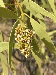 Santalum