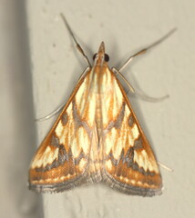 Heortia plumbatalis