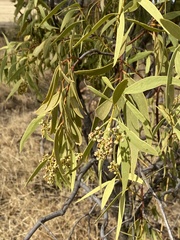 Santalum