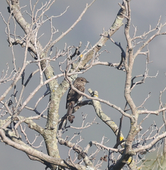 Muscicapa adusta adusta