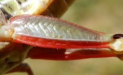 Epipodisma pedemontana
