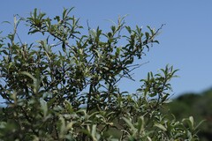 Tarchonanthus littoralis